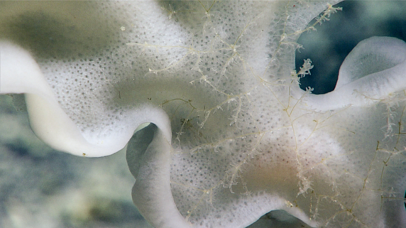 Image courtesy of the NOAA Office of Ocean Exploration and Research, 2017 Laulima O Ka Moana.
